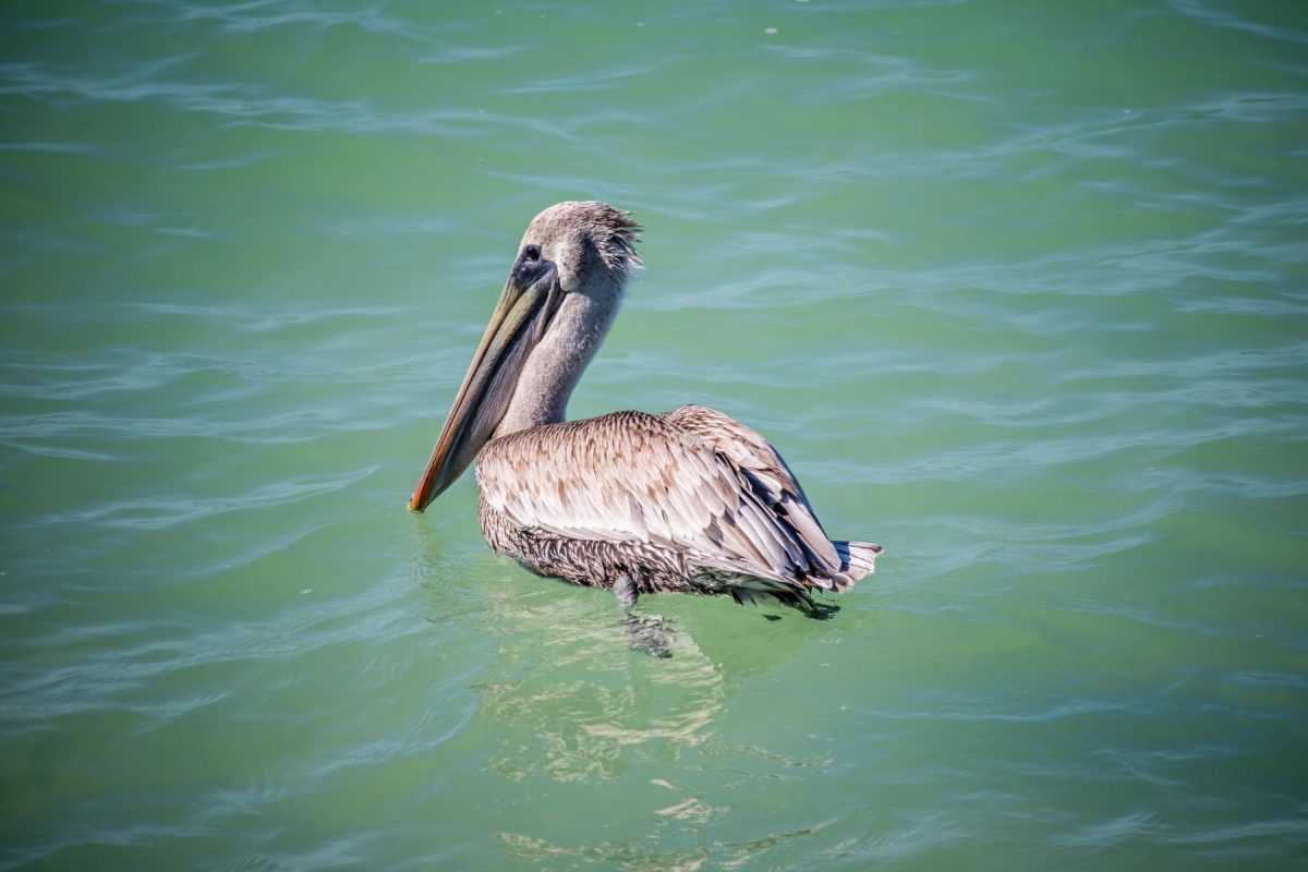 Pelican in water 